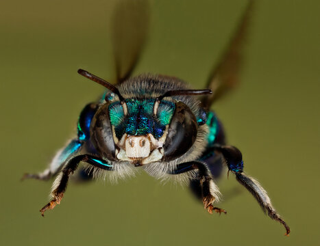 Bee flying.