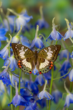 Butterfly female Euthalia adonia adonia in the Nymphalidae family
