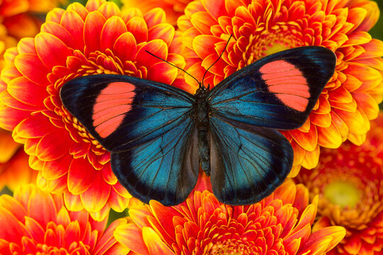 Painted Beauty Butterfly from the Amazon Region, Batesia hypochlora