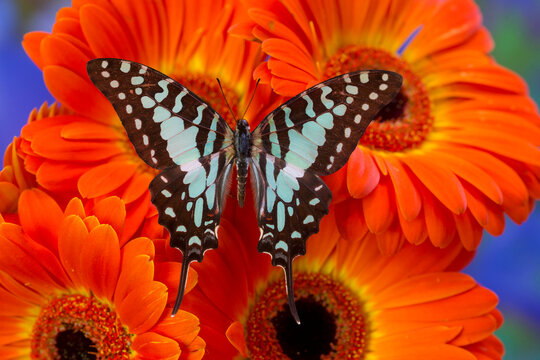 The Large Striped Swordtail Butterfly, Graphium antheus