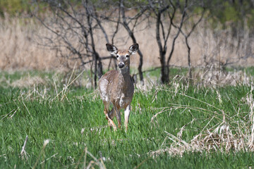 White-tailed Deer standing in the grass