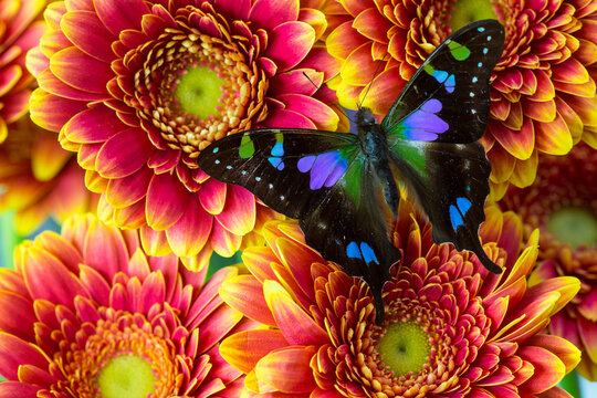 Purple spotted Swallowtail butterfly, Graphium weiski