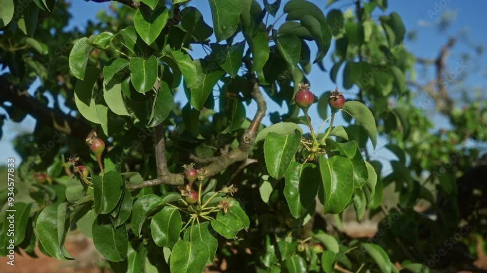 Wall mural Close-up of a pear tree with green leaves and unripe fruit in puglia, italy, featuring vibrant foliage under a clear blue sky.