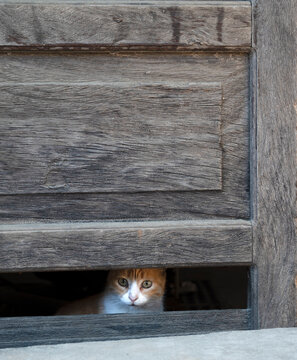 Cat looking through missing panel in the door.