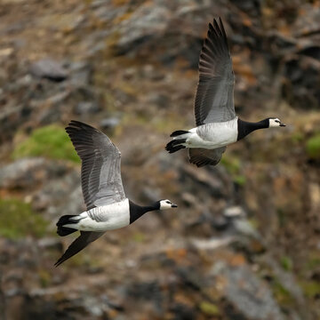 Barnacle Goose, Branta leucopsis, Svalbard, Norway