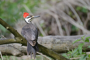Pileated Woodpecker perched on a branch