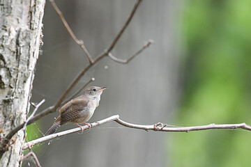 House Wren perched on a branch
