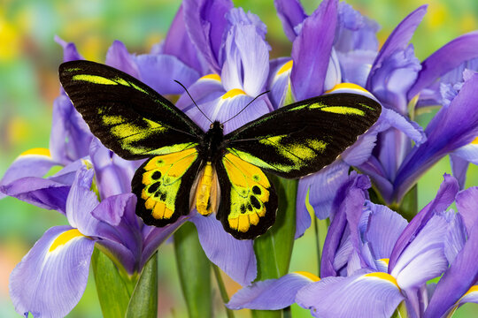 Tropical butterfly, Birdwing, male Ornithoptera rothschildi blue Dutch iris.