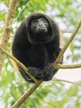 Mantled Howler, Alouatta palliata, eye problem, Costa Rica, Central America