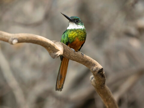 Rufous-tailed Jacamar, Galbula ruficauda, on a tree branch perch, Northern Pantanal, Brazil, South America