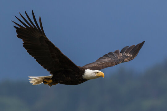 Bald eagle flying
