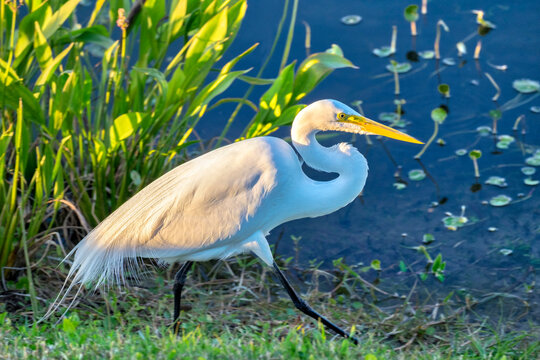 Great White Egret, Florida, USA