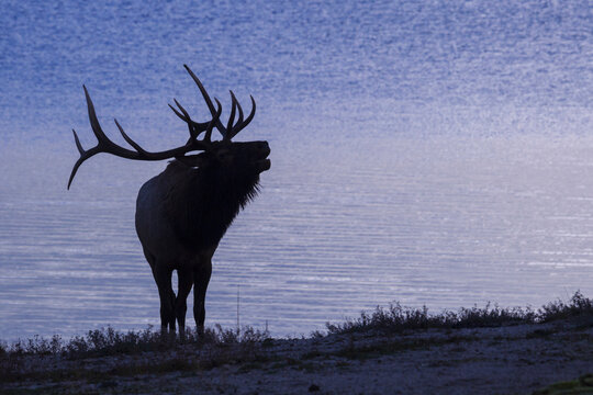 Rocky Mountain bull elk bugling at dusk