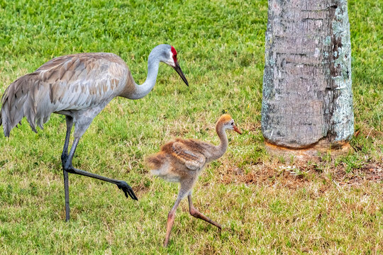 Mother and baby sandhill crane