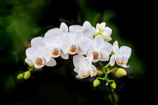 White moth orchid spray