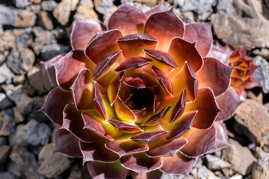 Houseleek bronze pastel, succulent