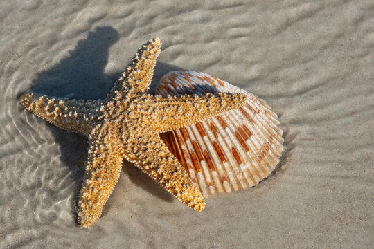 Starfish and Magnum cockle shell