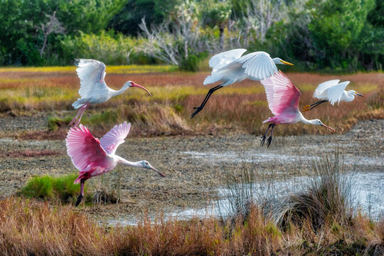 Spoonbills, Ibis and egrets in flight