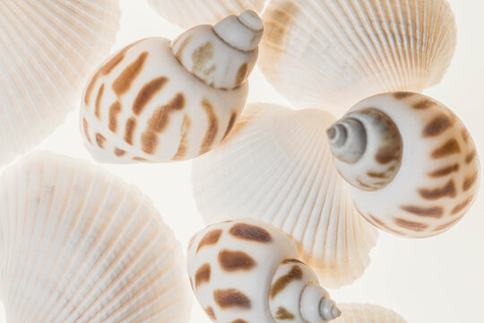 Shells with light