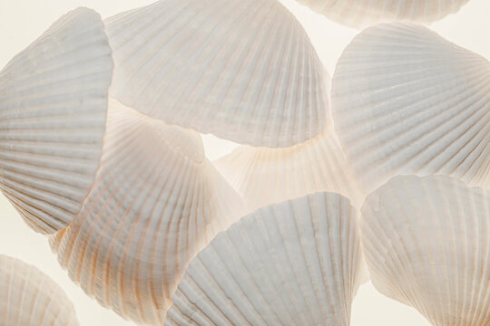 Shells with light