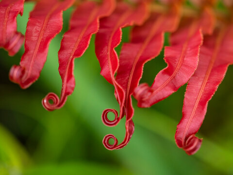 Fiji, Taveuni Island. Close-up of a red-tipped Fern.