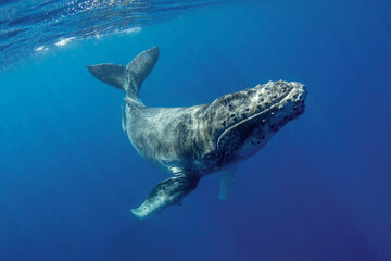 South Pacific, Tonga. Humpback calf close-up. 