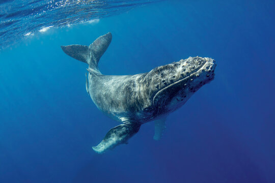 South Pacific, Tonga. Humpback calf close-up. 