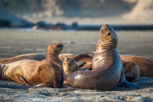 South America, Argentina, Patagonia, Peninsula Valdes. Sea lions close-up. (UNESCO World Heritage Site)