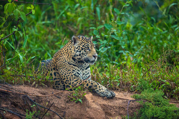 Brazil, Pantanal. Wild jaguar resting. 