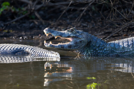 Brazil, Mato Grosso, The Pantanal, Rio Cuiaba, black caiman (Caiman niger) portrait with open mouth.