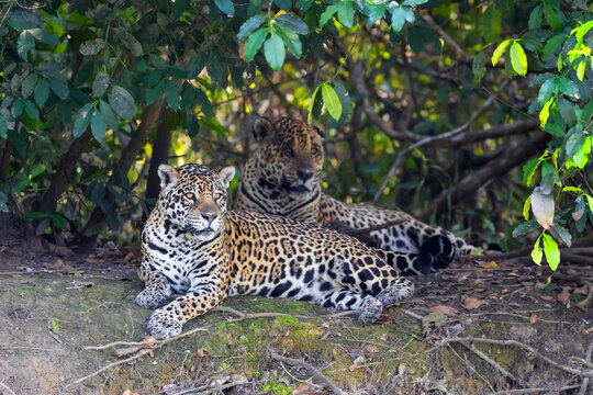 Brazil, The Pantanal, Rio Cuiaba, jaguars, Panthera onca. A pair of jaguars are resting between mating.