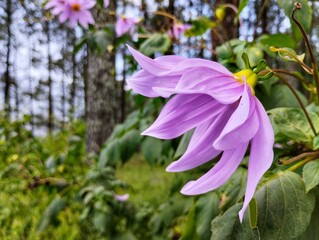 Dahlia imperialis flower is light purple. Dahlia imperialis flower in bloom with soft and thin petals. Dahlia imperialis flower growing in the forest with a background of trees  © Rsi_Design