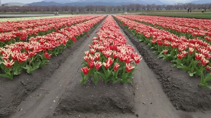 Toyama,Japan - May 12, 2024: Tulip field at Funakawa, Toyama, Japan