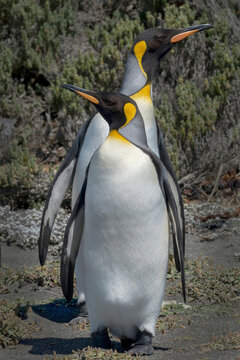 Tierra del Fuego, Chile, Patagonia, South America. Two King Penguins looking in opposite directions.