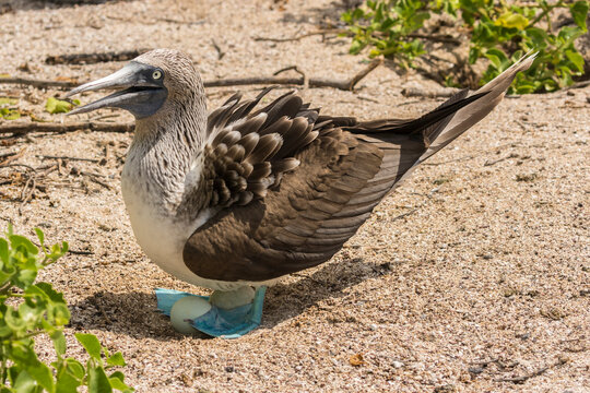 Ecuador, Galapagos National Park. Blue-footed booby with eggs. 