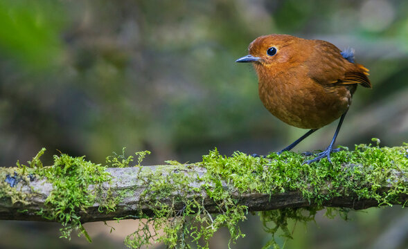 Equatorial antpitta, cloud forest, Ecuador