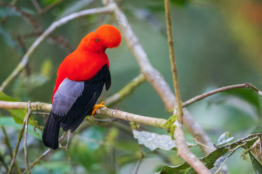 Andean cock-of-the-rock, cloud forest. Andes, Ecuador