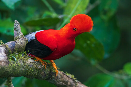 Andean cock-of-the-rock, cloud forest. Andes, Ecuador