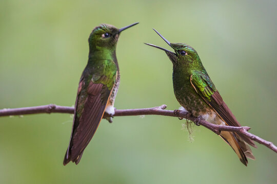 Buff-tailed coronet hummingbirds having a conversation in the cloud forest of Ecuador