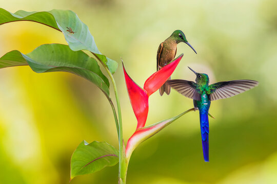 Violet-tailed sylph and fawn-breasted brilliant hummingbirds sharing heliconia nectar in the Ecuador cloud forest