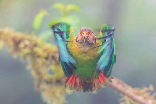 Rose-faced parrot taking flight, misty morning in the Choco Forest of Ecuador