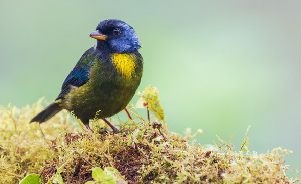Moss-backed tanager, Choco Forest, Ecuador