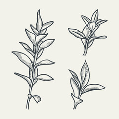 Sketch tropical trees. Hand drawn vintage engraved exotic nature botanical illustration set of sketch exotic hawaii tropical plants