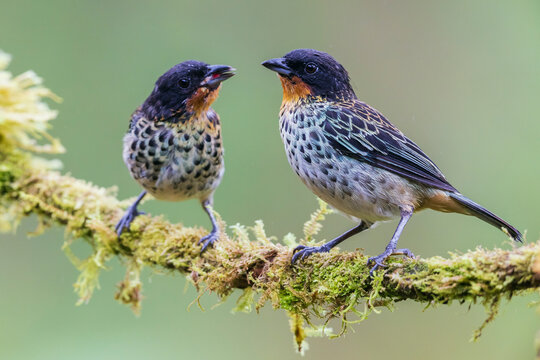 Rufous-throated tanagers, parent feeding fledgling in the threatened Choco Forest of Ecuador