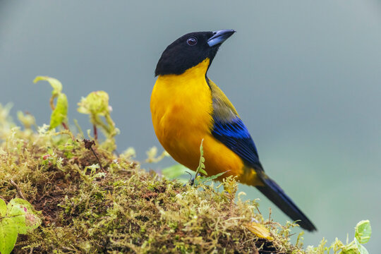 Black-chinned mountain tanager at home in the endangered Choco Forest of Ecuador