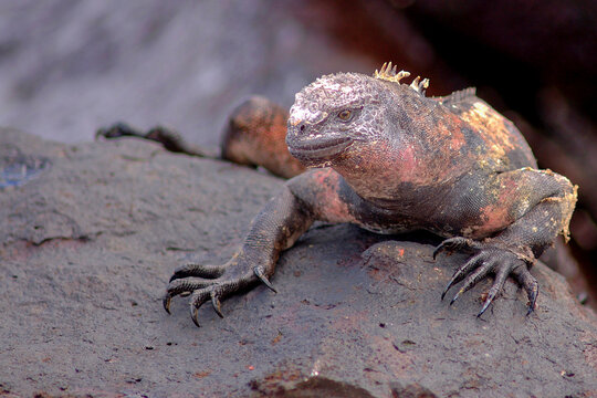 Galapagos Islands, Ecuador, South America. Marine Iguana.