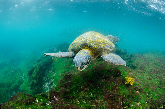 Galapagos Green Sea Turtle (Chelonia mydas agassizi) underwater, Galapagos Islands, Ecuador, Endemic Subspecies
