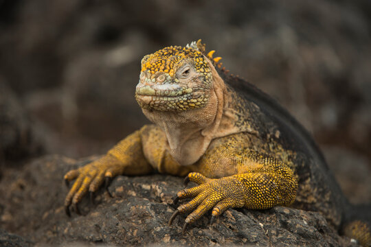 Galapagos Land Iguana (Conolophus subcristatus) South Plaza Island Galapagos Islands, Ecuador.