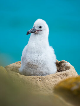 Chick on tower-shaped nest. Black-browed albatross or black-browed mollymawk, Falkland Islands.