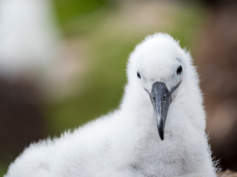 Chick on tower-shaped nest. Black-browed albatross or black-browed mollymawk, Falkland Islands.